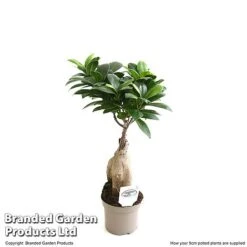 Ficus Microcarpa 'Ginseng' -NAOMI Plant Shop FICU GINSEN9CM T49230