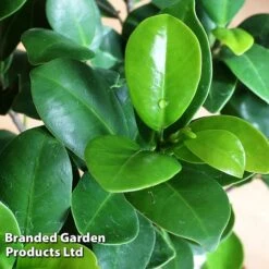 Ficus Microcarpa 'Ginseng' -NAOMI Plant Shop FICU GINSENG W48353