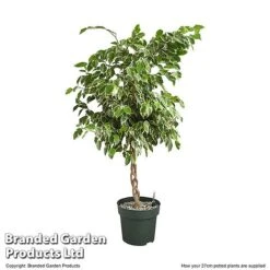 Ficus Benjamina 'Golden King' Braided Stem In Hydro Pot -NAOMI Plant Shop FICU GOLDE27CM T506321