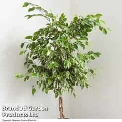 Ficus Benjamina 'Golden King' Braided Stem In Hydro Pot -NAOMI Plant Shop FICU GOLDENKIN T50606