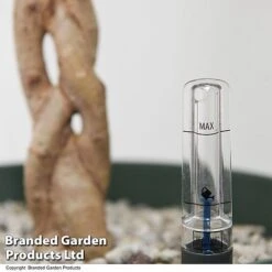 Ficus Benjamina 'Golden King' Braided Stem In Hydro Pot -NAOMI Plant Shop FICU GOLDENKIN T50609