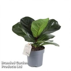 Ficus Lyrata (Fiddle Leaf Fig) -NAOMI Plant Shop FICU LYRAT12CM WKA8599 A