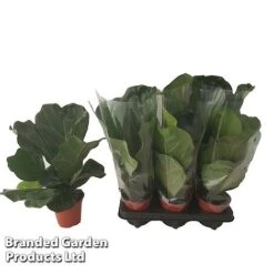 Ficus Lyrata (Fiddle Leaf Fig) -NAOMI Plant Shop FICU LYRAT12CM WKA8599 B