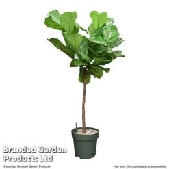 Ficus Lyrata In Hydro Pot -NAOMI Plant Shop FICU LYRAT27CM T506401