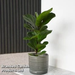 Ficus Lyrata (Fiddle Leaf Fig) -NAOMI Plant Shop FICU LYRATA T45105E