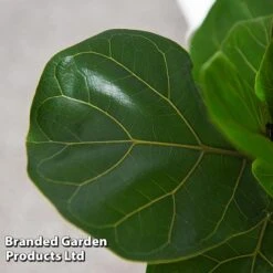 Ficus Lyrata (Fiddle Leaf Fig) -NAOMI Plant Shop FICU LYRATA T45107C