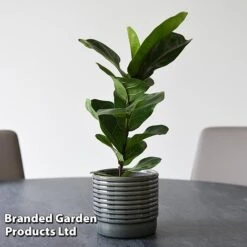 Ficus Lyrata (Fiddle Leaf Fig) -NAOMI Plant Shop FICU LYRATA T45108B
