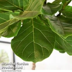 Ficus Lyrata In Hydro Pot -NAOMI Plant Shop FICU LYRATA T50764