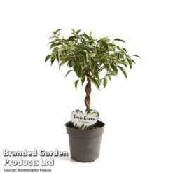 Ficus Benjamina 'Nina' -NAOMI Plant Shop FICU NINA12CM T49510