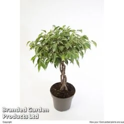 Ficus Benjamina 'Nina' -NAOMI Plant Shop FICU NINA12CM W48352