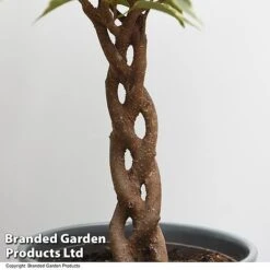 Ficus Benjamina 'Nina' -NAOMI Plant Shop FICU NINA T49514