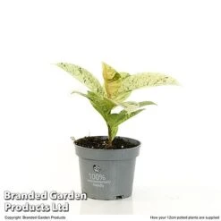 Ficus Elastica 'Shivereana' -NAOMI Plant Shop FICU SHIVE12CM T48343