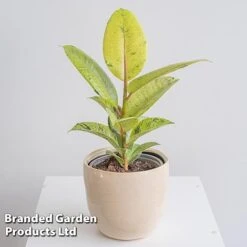 Ficus Elastica 'Shivereana' -NAOMI Plant Shop FICU SHIVEREAN W46019