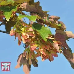 Field Maple (Hedging) -NAOMI Plant Shop FIEL 70261 A