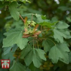 Field Maple (Hedging) -NAOMI Plant Shop FIEL 70261 B