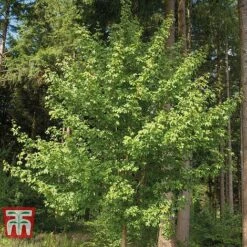 Field Maple (Hedging) -NAOMI Plant Shop FIEL 70261 E