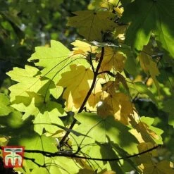 Field Maple (Hedging) -NAOMI Plant Shop FIEL 70261 G