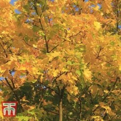 Field Maple (Hedging) -NAOMI Plant Shop FIEL 70261 H