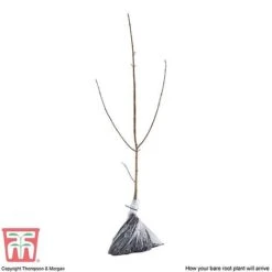 Field Maple (Hedging) -NAOMI Plant Shop FIEL 70261 P