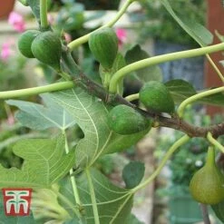 Fig 'Chelsea' (Standard) -NAOMI Plant Shop FIG T56489 C