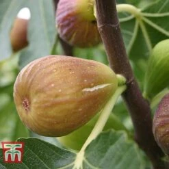 Fig 'Chelsea' (Standard) -NAOMI Plant Shop FIG T56489 D