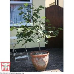 Fig 'Chelsea' (Standard) -NAOMI Plant Shop FIG T56489 E