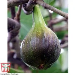 Fig 'Brown Turkey' Standard -NAOMI Plant Shop FIGB DWW3594 E