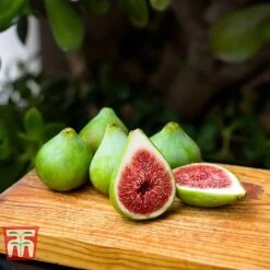 Fig 'Dalmatie' -NAOMI Plant Shop FIGS T80281 C