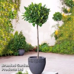 Laurus Nobilis (Standard) -NAOMI Plant Shop FLSBAY325601