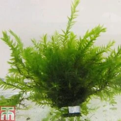 Fontinalis Antipyretica (Oxygenating Aquatic)