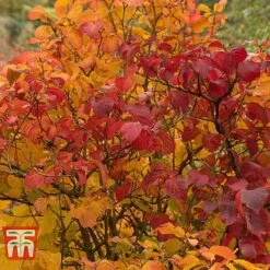 Fothergilla Major
