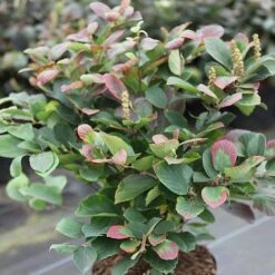 Fothergilla Major -NAOMI Plant Shop FOTH T62045 A h