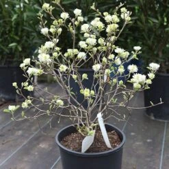 Fothergilla Major -NAOMI Plant Shop FOTH T62045 B h