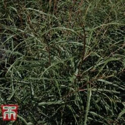 Rhamnus Frangula 'Asplenifolia' -NAOMI Plant Shop FRAN T66222 C