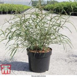 Rhamnus Frangula 'Asplenifolia' -NAOMI Plant Shop FRAN T66222 D