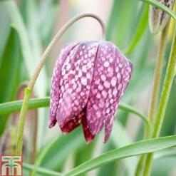 Fritillaria Meleagris