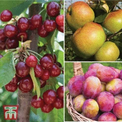 Favourite Fruit Tree Collection -NAOMI Plant Shop FRUI KA7999 AA NOW