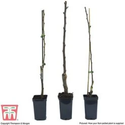 Fruit Tree Collection (Mini Fruit Tree) -NAOMI Plant Shop FRUI T69446P F1