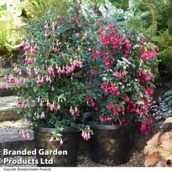 New Products -NAOMI Plant Shop FUCH WHIPCOLL T41433