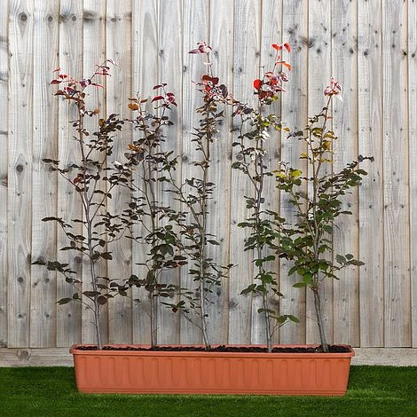 Copper Beech Instant Trough Hedge 1m (pre-grown) 1 Copper Beech Instant Trough Hedge 1m (pre-grown)