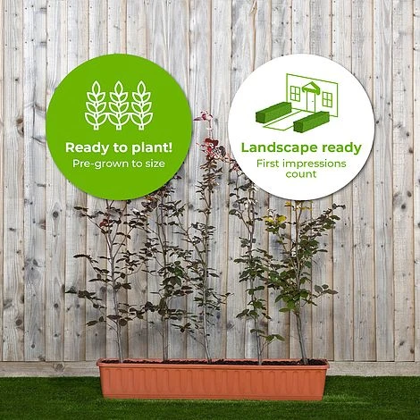 Copper Beech Instant Trough Hedge 1m (pre-grown) 2 Copper Beech Instant Trough Hedge 1m (pre-grown) - Image 2