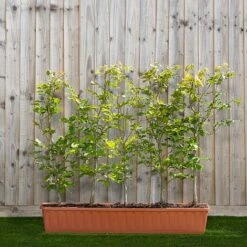 Green Beech Instant Trough Hedge 1m (pre-grown)