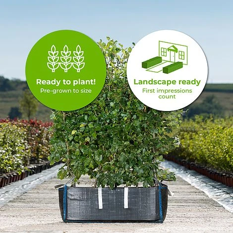 Beech Ready Bag Instant Hedge 1m (pre-grown) 2 Beech Ready Bag Instant Hedge 1m (pre-grown) - Image 2