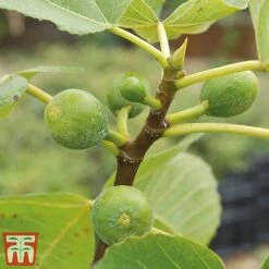 Mediterranean Fruit Collection -NAOMI Plant Shop Fig21
