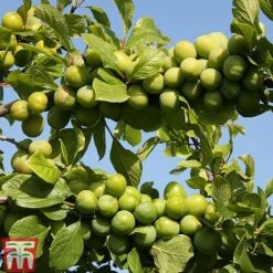 Gage' Stella`s Star'