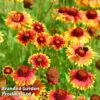 Gaillardia Aristata Giant Hybrids