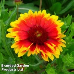 Gaillardia Aristata Giant Hybrids -NAOMI Plant Shop GAIL 64150 C