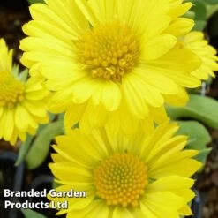 Gaillardia Aristata Mesa Yellow -NAOMI Plant Shop GAIL 64156 C