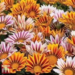 Garden Ready Bedding Collection -NAOMI Plant Shop GARD KB3128 C