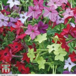 Garden Ready Bedding Collection -NAOMI Plant Shop GARD KB3128 E